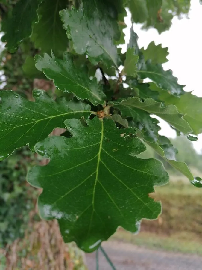 L'Oree Des Bois Chambre Chene Nègrepelisse